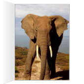 Elephant Beach Day Outing, (Inside (Right))