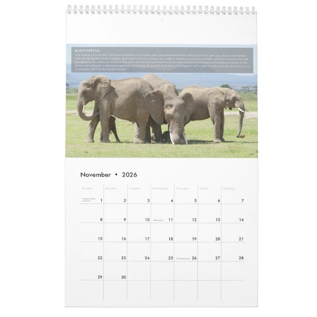 Elephant Behavior Calendar (Nov 2026)