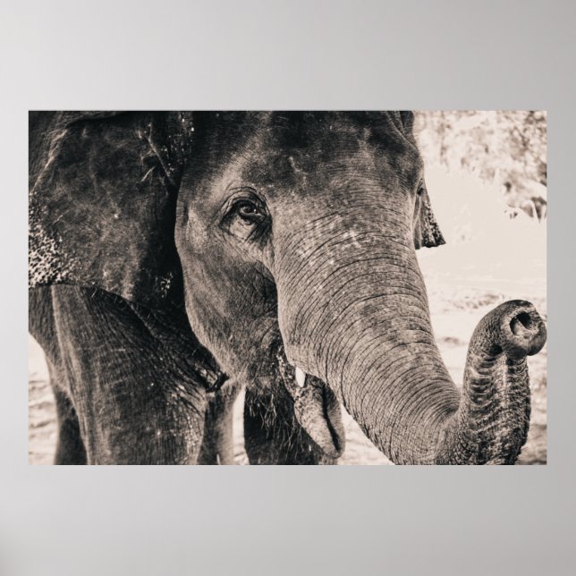 Elephant Black and White Africa Animals Poster (Front)