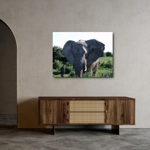 Elephant bull Canvas Framed