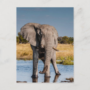 Elephant Bull Postcard