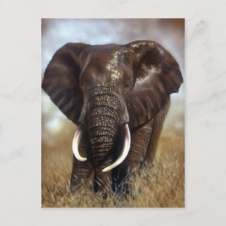 Elephant Bull Prints Postcards