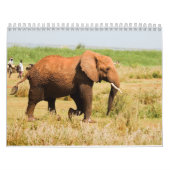 Elephant Calendar  (Cover)
