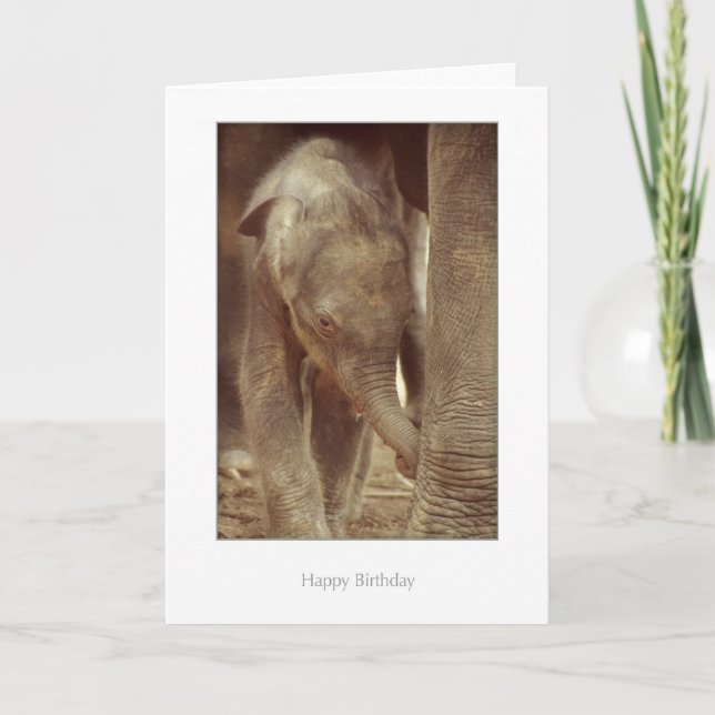 Elephant Calf Birthday Card (Front)
