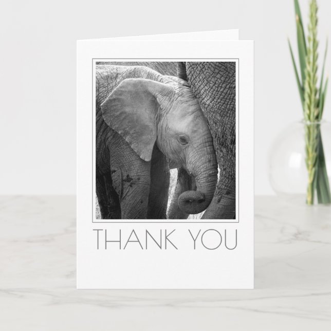 Elephant Calf Staying Close Letterpress Thank You Card (Front)