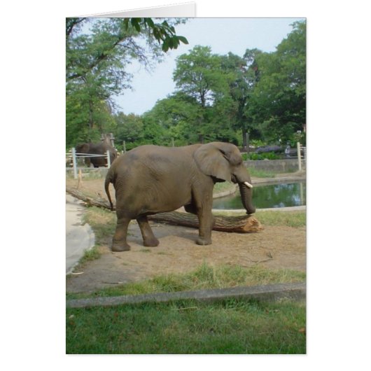 Elephant Card! Cards (Front)