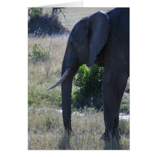 Elephant Cards (Front)
