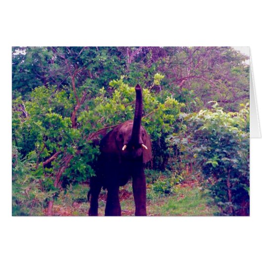 elephant cards (Front Horizontal)