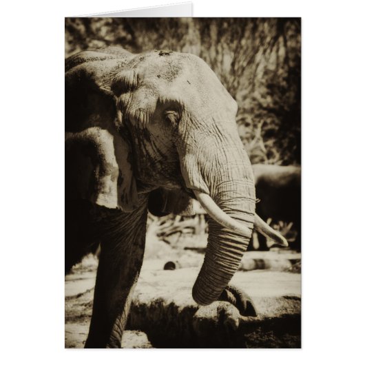 Elephant Cards (Front)