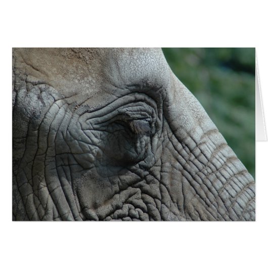 Elephant Cards (Front Horizontal)