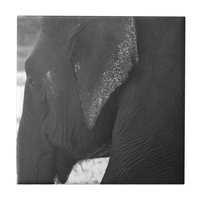 Elephant Ceramic Tile (Front)