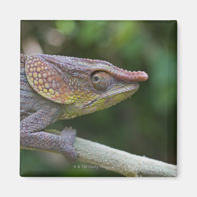 Elephant chameleon, Madagascar Magnet (Front)