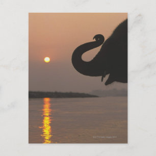 Elephant, Chitwan National Park, Nepal Postcard