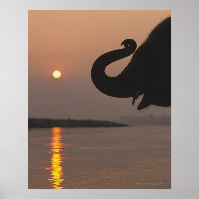 Elephant, Chitwan National Park, Nepal Poster (Front)