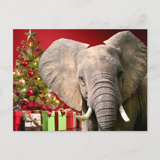 Elephant Christmas Greetings Postcard (Front)