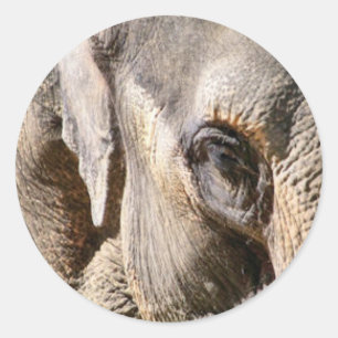 ELEPHANT CLASSIC ROUND STICKER