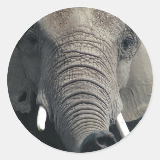 Elephant Classic Round Sticker