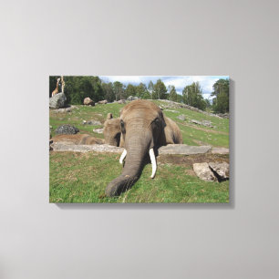 Elephant Close-Up Canvas Print