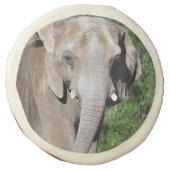 Elephant Cookies (Front)