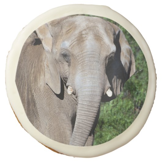 Elephant Cookies (Front)