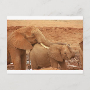 elephant custom personalize diy Anniversaries Postcard