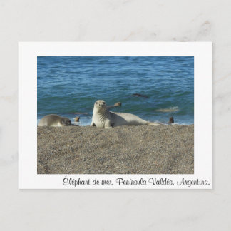 Éléphant de mer postcard