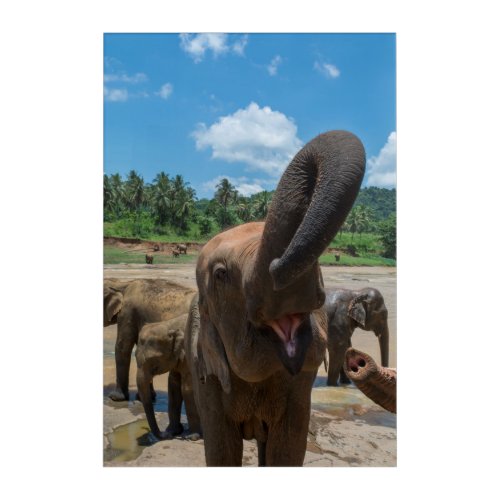 Elephant drinking water Sri Lanka Acrylic Print