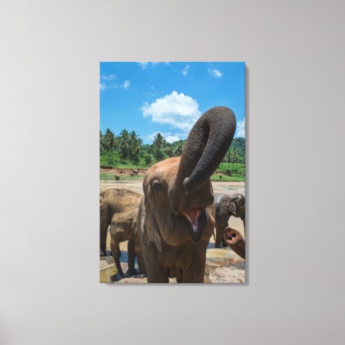 Elephant drinking water Sri Lanka Canvas Print