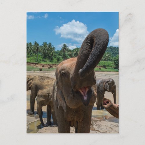 Elephant drinking water Sri Lanka Postcard