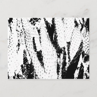 Elephant Ear Cactus in Black and White Postcard