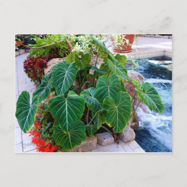 Elephant Ear Container Plants Garden Photo Postcard (Front)