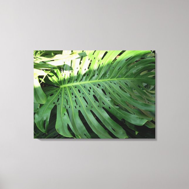 Elephant Ear Plant Canvas Print (Front)