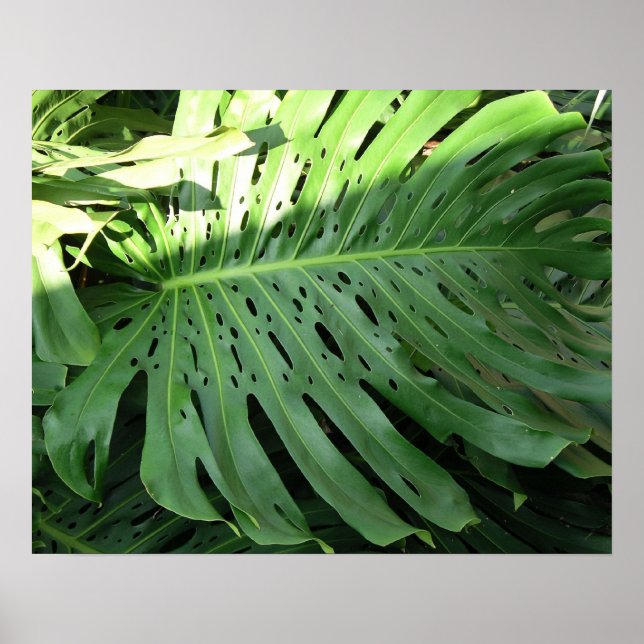Elephant Ear Tropical Plant Poster (Front)