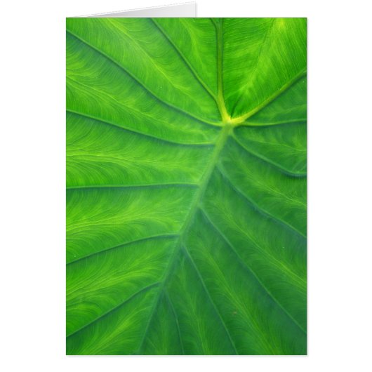 Elephant Ears - Colocasia Cards (Front)