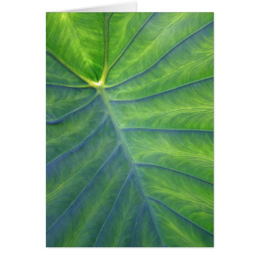 Elephant Ears - Colocasia Cards (Front)