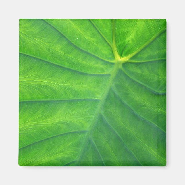 Elephant Ears - Colocasia Magnet (Front)