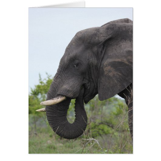 Elephant Eating Cards (Front)