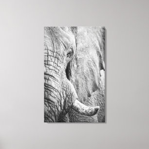 Elephant Eye Canvas Print