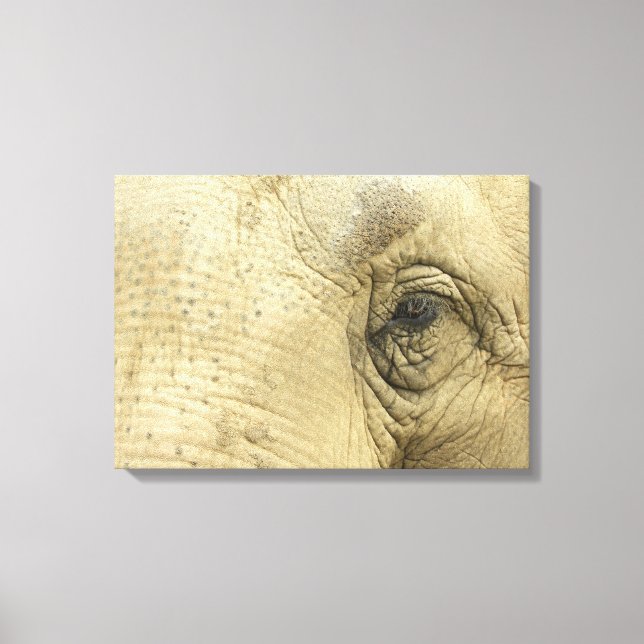 Elephant Eye Closeup Canvas Print (Front)