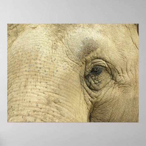 Elephant Eye Closeup Poster