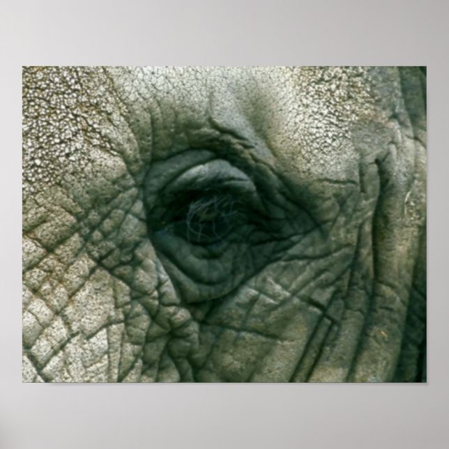 Elephant Eye Poster (Front)