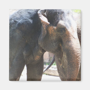 Elephant face magnet