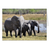 Elephant family (Front Horizontal)