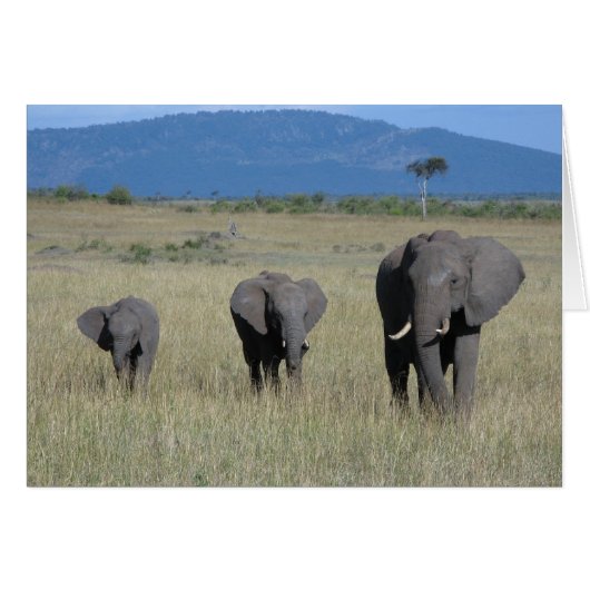 Elephant Family Cards (Front Horizontal)
