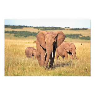 Elephant family in the bushes photo print