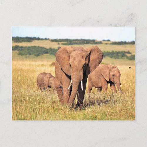 Elephant family in the bushes postcard