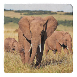 Elephant family in the bushes trivet