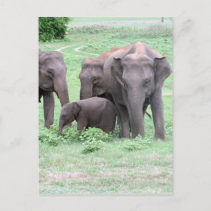 elephant family postcard