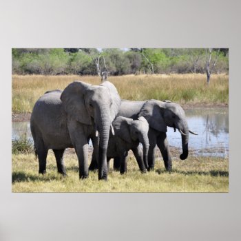 Elephant Family Poster by Amazing_Posters at Zazzle