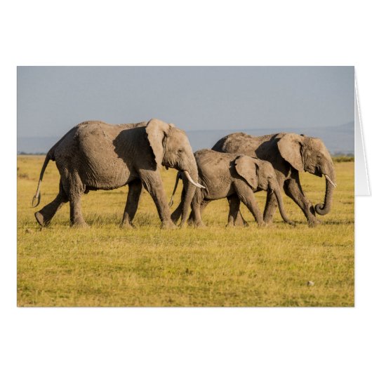Elephant Family Walking (Front Horizontal)